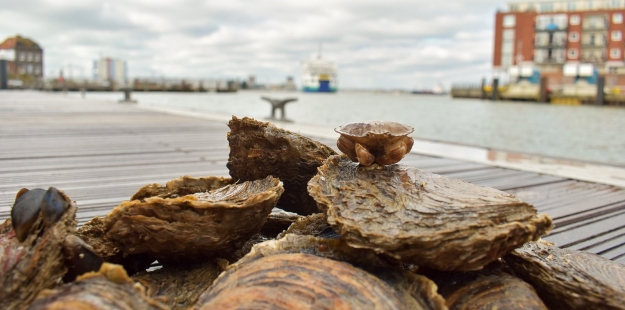 Native-Oysters-with-crab-in-Portsmouth-Harbour-Luke-Helmer